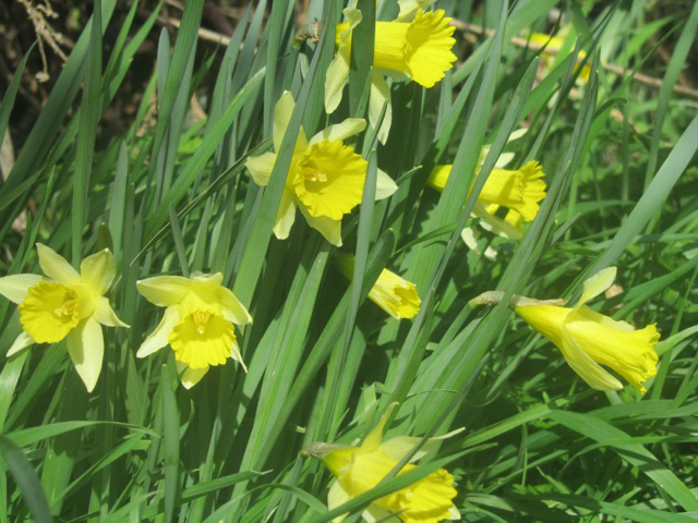 close up of wild daffodils growing in the field