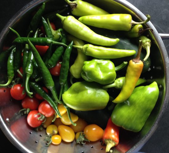 fresh vegetables from the once a hen house garden - red and yellow tomatoes, green chillies and peppers