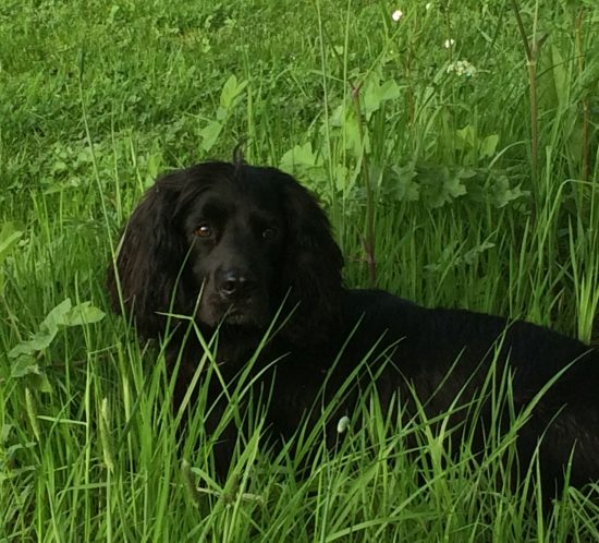 Sid the Dog in the long grass