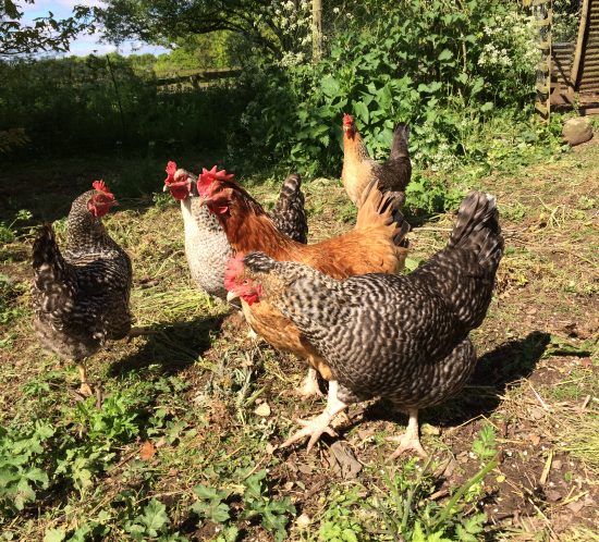 free-range chickens in the hen house garden