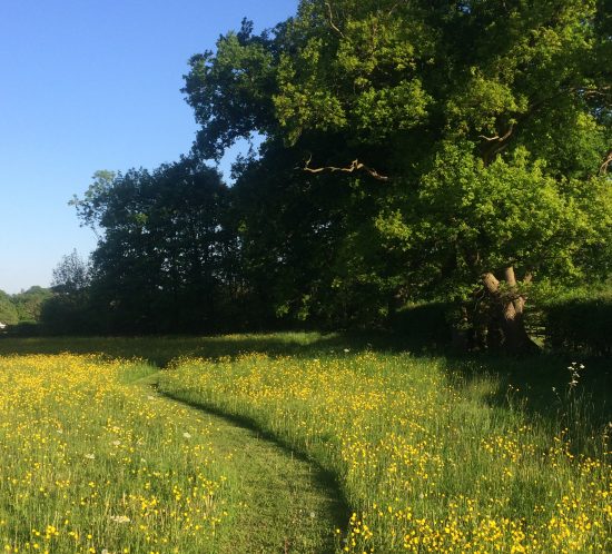 mown path through the clover field