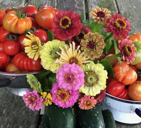 colourful zinnias and tomatoes fresh from once a hen house garden